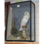 A late 19th century taxidermic Barn Owl, under glass dome, height 62cm