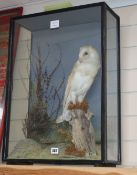 A late 19th century taxidermic Barn Owl, under glass dome, height 62cm