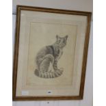 J. Manrique, pencil drawing, Study of a seated cat, signed, 45 x 35cm