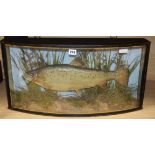 An early 20th century J. Cooper & Sons taxidermic trout, in bowfront glazed cased, width