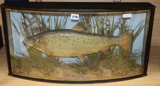 An early 20th century J. Cooper & Sons taxidermic trout, in bowfront glazed cased, width