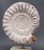 A painted cast ammonite sculpture, total height 44cm