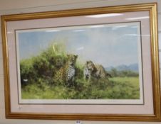 David Shepherd, limited edition print, 'Leopards', signed in pencil, 311/350, 45 x 74cm