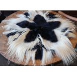 A Colobus monkey pelt, 86cm diameter