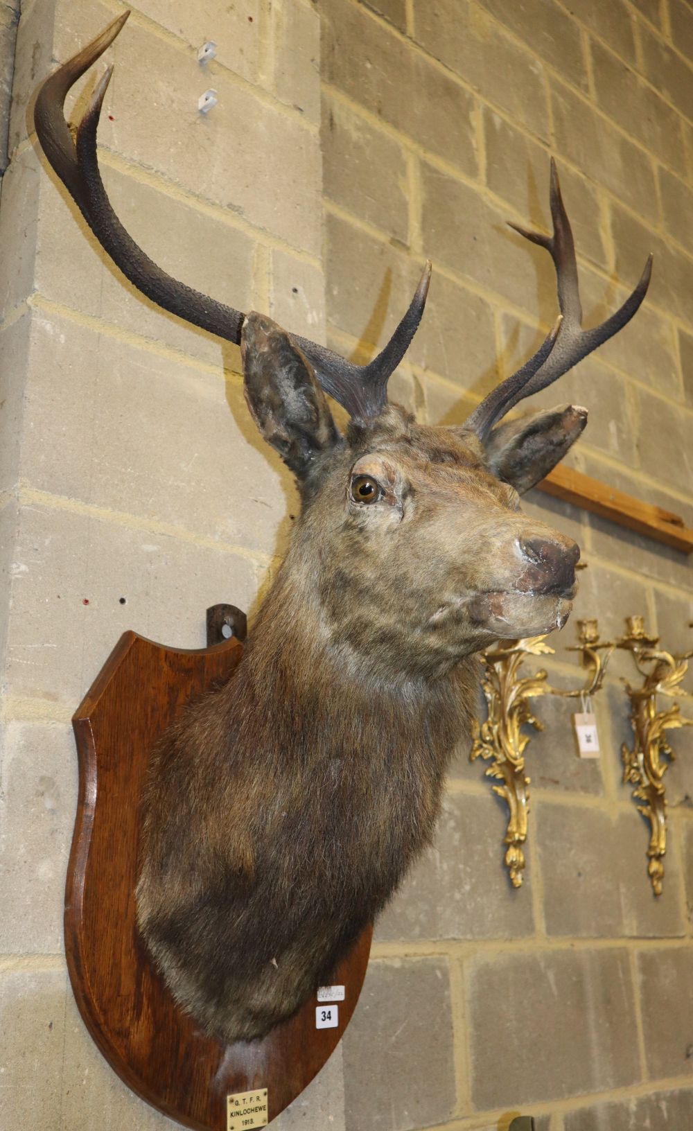 An early 20th century taxidermic stag head wall trophy, bears plaque Kinlochewe, dated 1913, H.