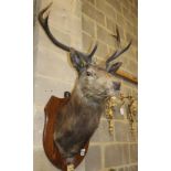 An early 20th century taxidermic stag head wall trophy, bears plaque Kinlochewe, dated 1913, H.