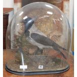 A late 19th / early 20th century taxidermic Hooded Crow by W.E. Dawes under glass dome