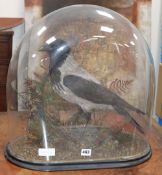 A late 19th / early 20th century taxidermic Hooded Crow by W.E. Dawes under glass dome