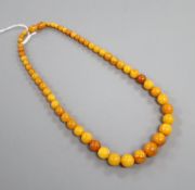 A single strand graduated amber bead necklace, 44cm, gross weight 23 grams, string has come loose