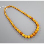 A single strand graduated amber bead necklace, 44cm, gross weight 23 grams, string has come loose