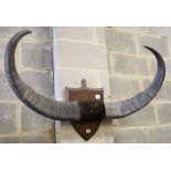 Buffalo mounted horns, c.1910. Provenance: Earl of Lovelace, Torridon, Africa, W.118cm
