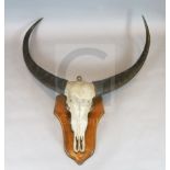 An early 20th century unusually large buffalo skull and horns, mounted onto an oak wall plaque, W.