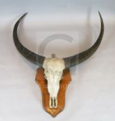 An early 20th century unusually large buffalo skull and horns, mounted onto an oak wall plaque, W.