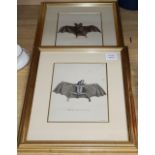 H.I. Tyroff, pair of coloured engravings, Studies of bats, 24 x 18cm