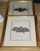 H.I. Tyroff, pair of coloured engravings, Studies of bats, 24 x 18cm