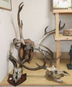 Three sets of antlers / horns