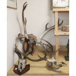 Three sets of antlers / horns