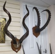 Four various mounted antelope and stag antlers