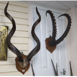 Four various mounted antelope and stag antlers