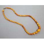 A small amber bead necklace, 18.3g gross