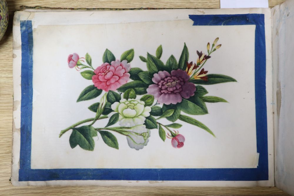 A 19th century Cantonese album of botanical studies on pith paper - Bild 4 aus 5