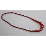 A single strand graduated cherry amber bead necklace, 75cm, gross 66 grams.