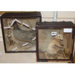 A cased taxidermy red squirrel and a cased taxidermy wading bird