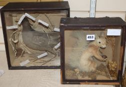 A cased taxidermy red squirrel and a cased taxidermy wading bird