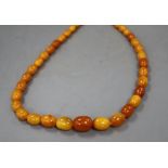 A single strand graduated oval amber bead necklace, 64cm, gross 59 grams.