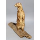 A taxidermic weasel, height 33cm