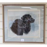 June Wooldridge, watercolour, Head study of two black Labradors, signed and dated 1987, 35 x 40cm
