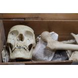 A vintage medical skeleton, pine boxed