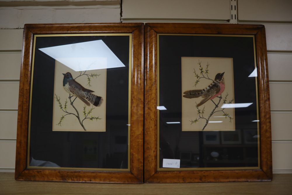 A pair of Victorian watercolour and featherwork pictures of songbirds, maple framed, frames