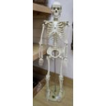 A medical student's scale model resin skeleton, 85cm high