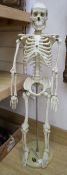 A medical student's scale model resin skeleton, 85cm high