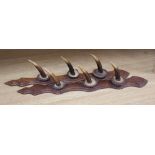 A stag horn gun rack, 60cm high