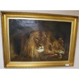 After Herbert Dicksee, oil on canvas, Study of lions, initialled GD, 48 x 71cm