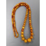 A single strand graduated circular amber bead necklace, 62cm, gross weight 24 grams.