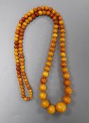 A single strand graduated circular amber bead necklace, 62cm, gross weight 24 grams.