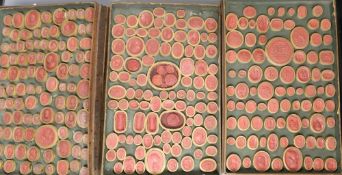 Six trays of 19th century classical intaglios and cameos