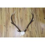 A pair of stag antlers, 72cm high