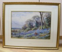 Henry Stannard (1844-1920), watercolour, Pheasants in a bluebell field, signed, 32 x 47cm