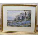 Henry Stannard (1844-1920), watercolour, Pheasants in a bluebell field, signed, 32 x 47cm