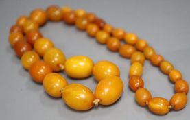 A single strand graduated oval amber bead necklace, 75cm, gross 64 grams.
