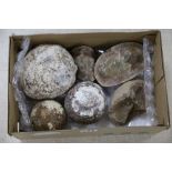 A collection of four dinosaur's eggs