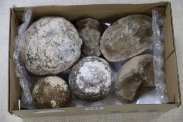 A collection of four dinosaur's eggs
