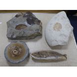 Four various fossils
