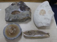 Four various fossils