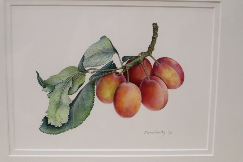 Marian Tumelty VPRMS (Contemporary), Still life of plums on a branch, signed and dated '92, and - Image 3 of 3