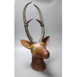 An Indian carved hardwood stag's head trophy, with glass inset eyes, 82cm